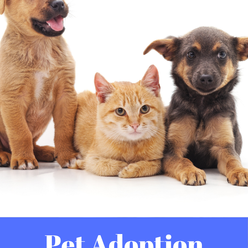 Pet Adoption: 10 Tips To Successfully Welcome New Pet