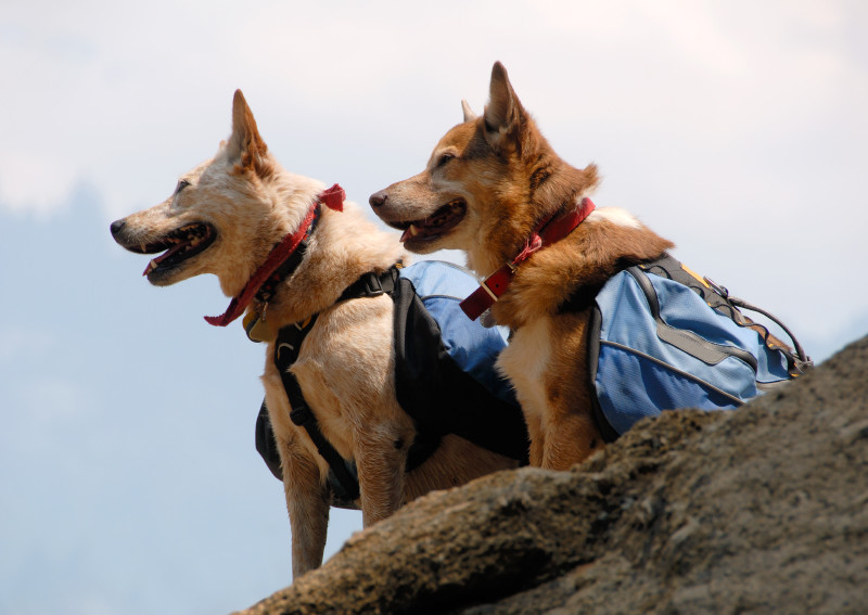 Backpacks For Dogs: Give Your Dog A Job To Do