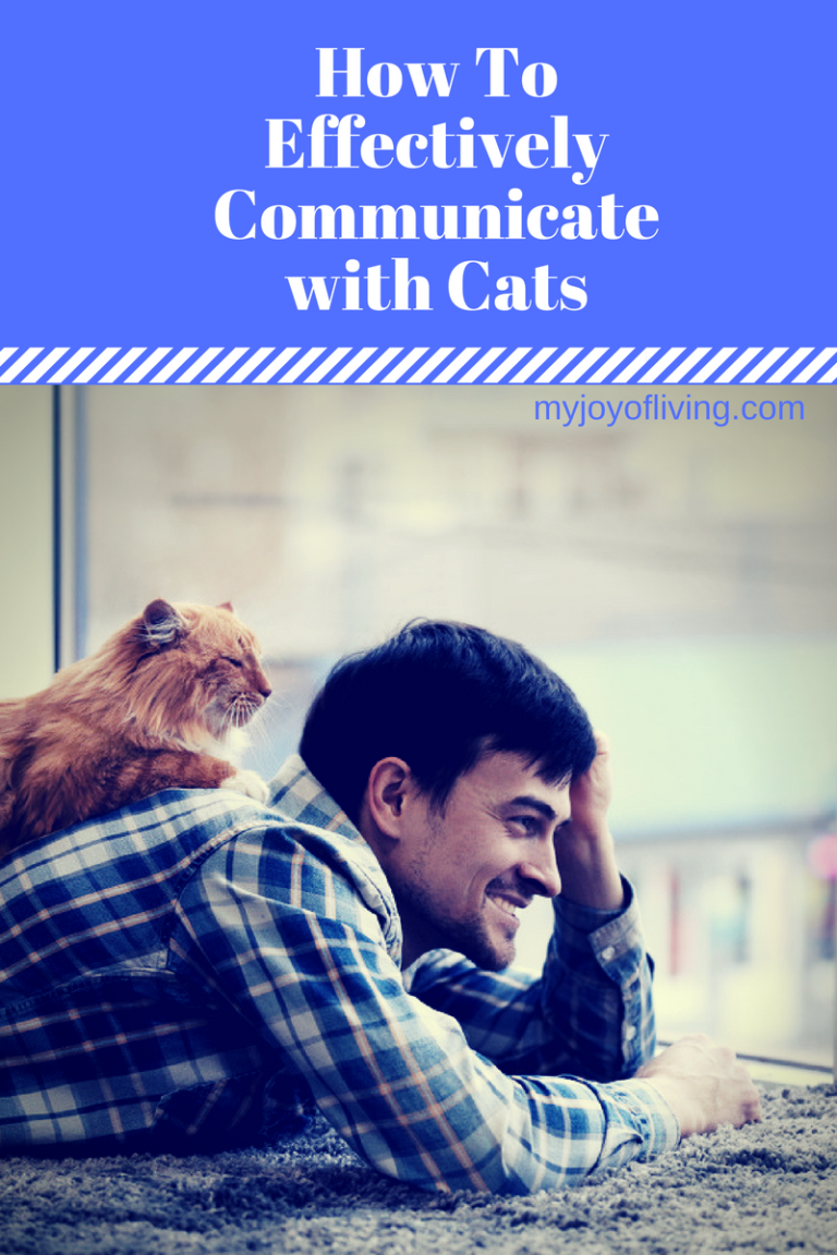How to Communicate With Cats No ESP required! Joy of Living