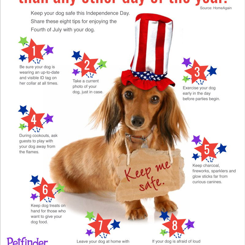 Keeping Pets Safe On July 4th (Infographic)