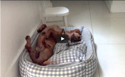 Frank, The Happiest Dog Ever (Video)