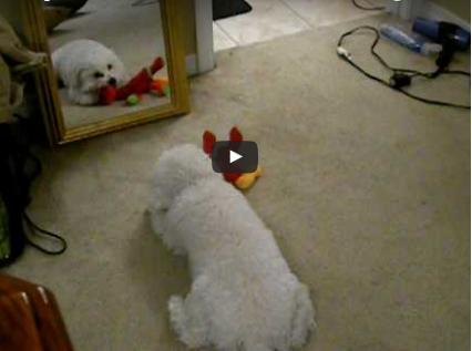 Dog Vs. Mirror (Video)