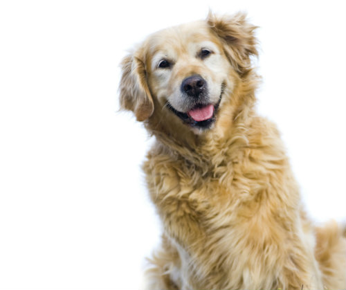 Tips on How to Brighten the Afternoon of Life for Your Pet