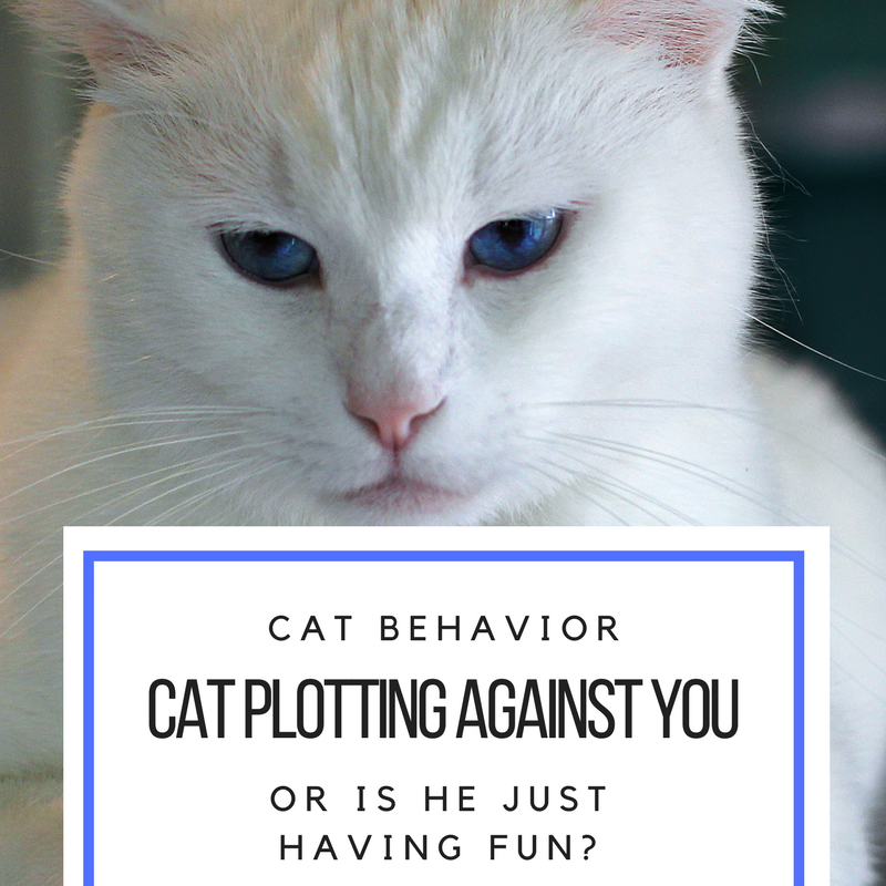 Cat Behavior: Cat Secretly Plotting Against You Or Just Having Fun?