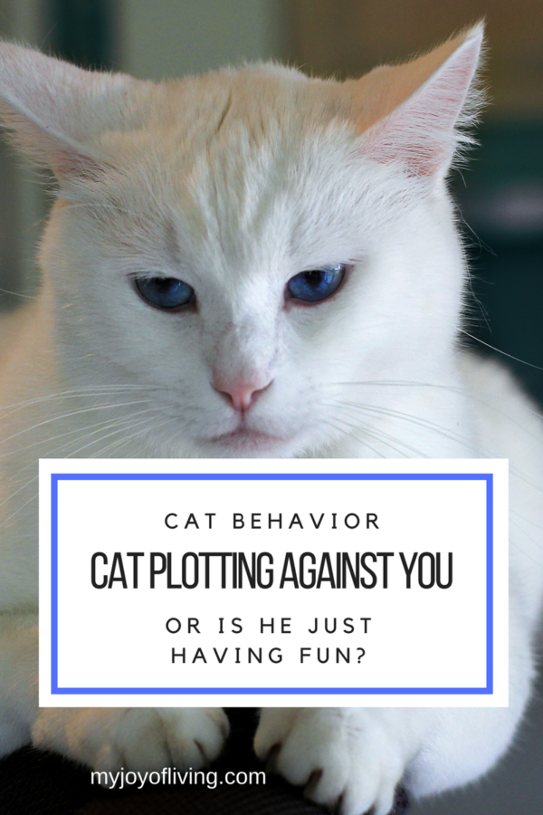 cat behavior