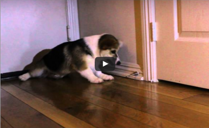 Corgi Puppy vs. Door Stop (Video)