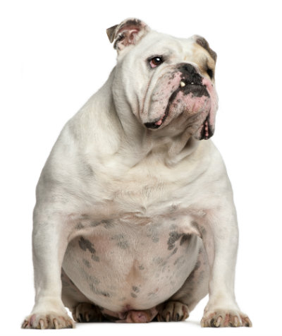 Does Your Dog Need To Lose A Few Pounds?