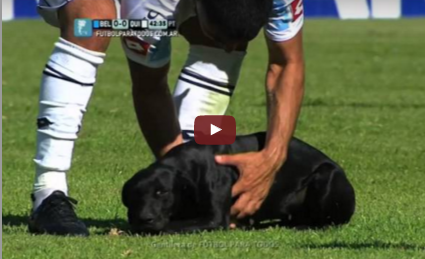 Everybody Likes Soccer, Even Puppies (Video)