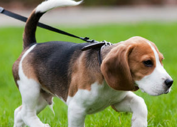 Mistakes To Avoid When Walking Your Dog