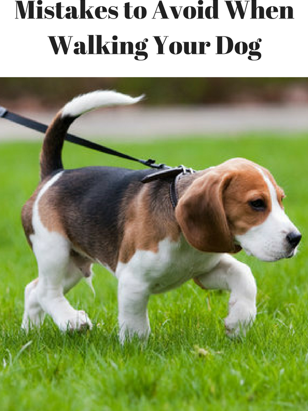 Mistakes To Avoid When Walking Your Dog