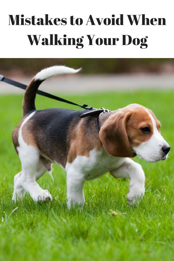 walking your dog