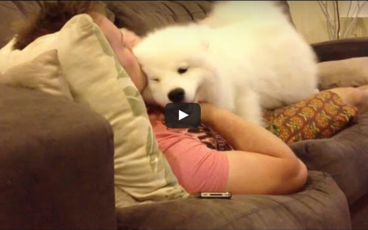 Why Dogs Are So Loyal (Video)