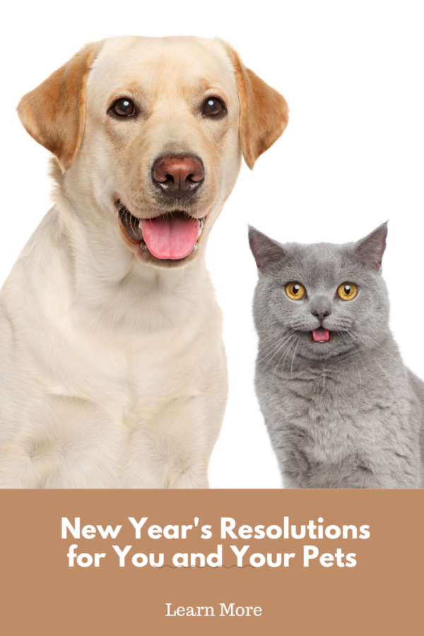 dog and cat together looking at camera for New Years resolutions