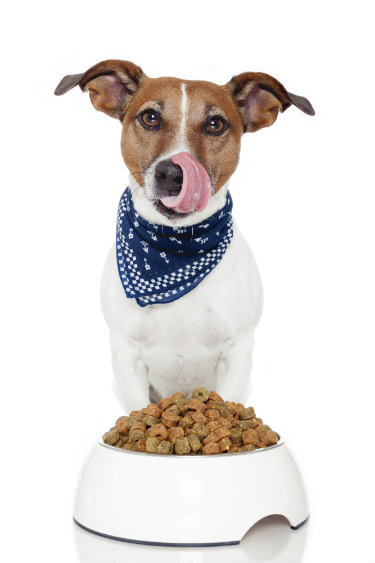 Are You Feeding Your Pet Too Much?