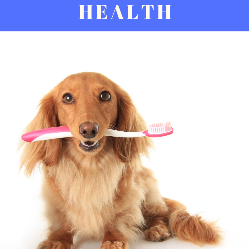 Pet Dental Health Month: Dogs Need Good Dental Care, Too
