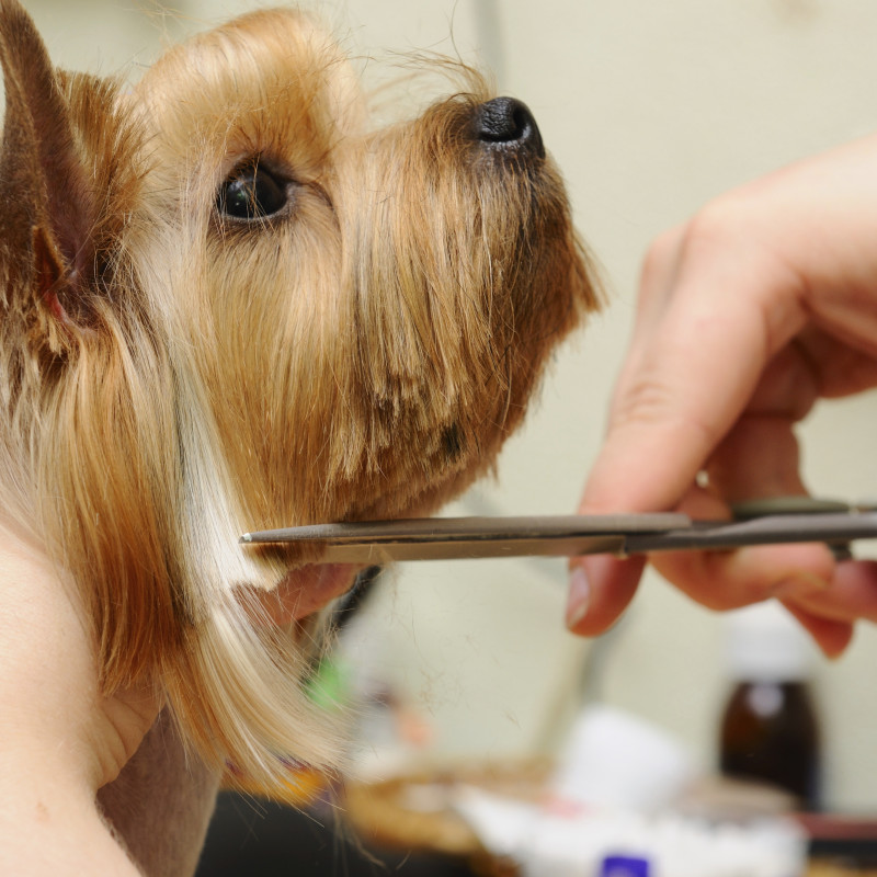 Is Your Pet Ready for a Spa Day?