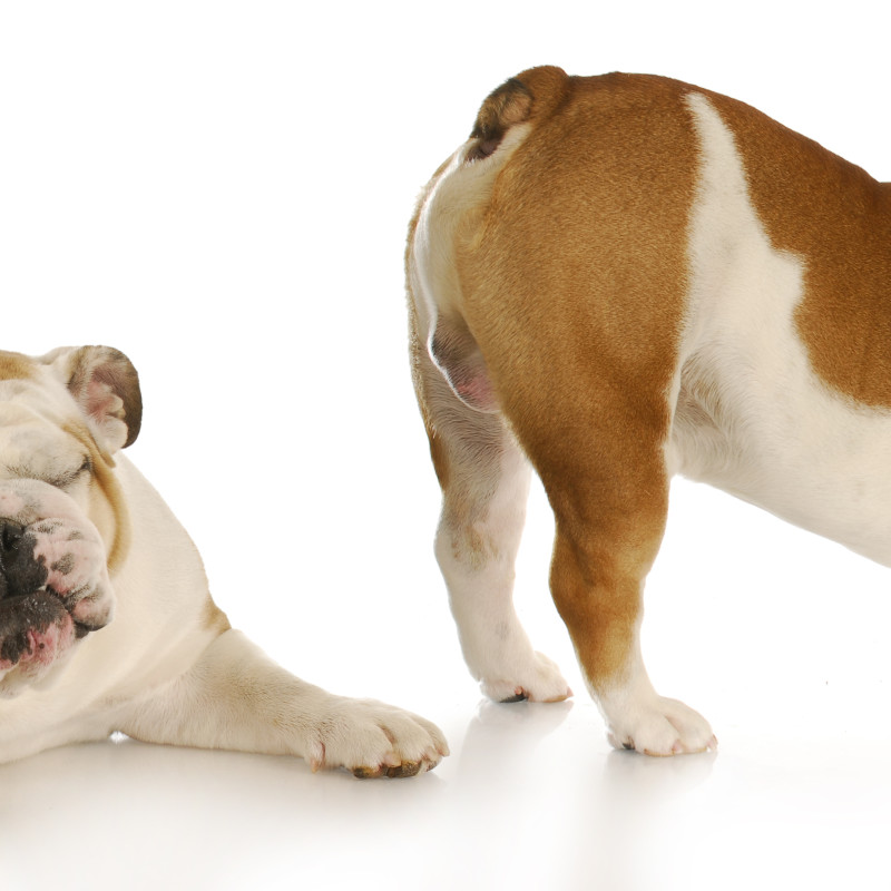 Does Your Dog Have a Flatulence Problem?  That Must Really Stink!