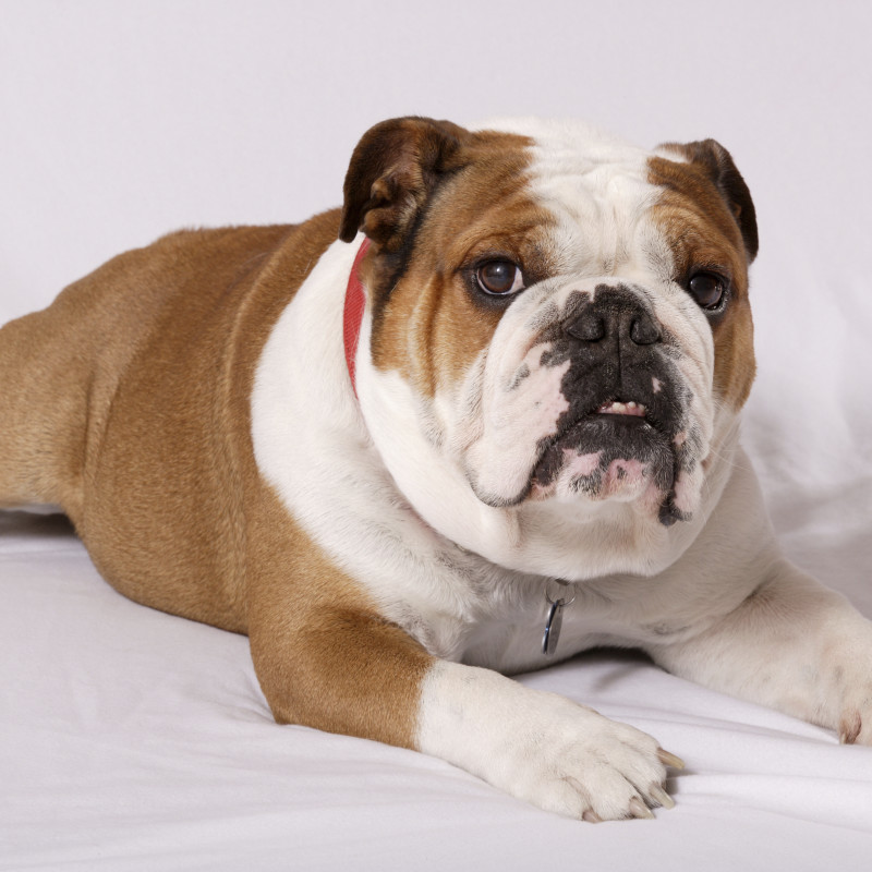 Get to Know Some of the Most Lovable Dog Breeds!