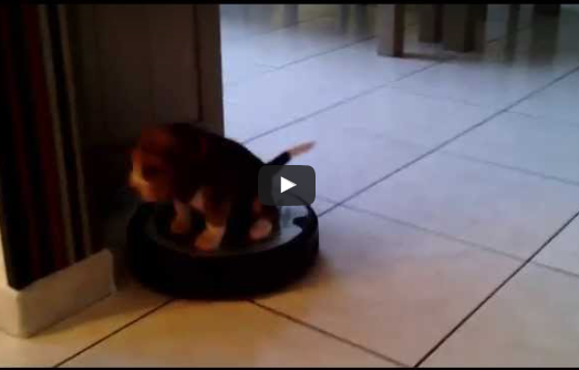 Puppy And The Roomba (Video)