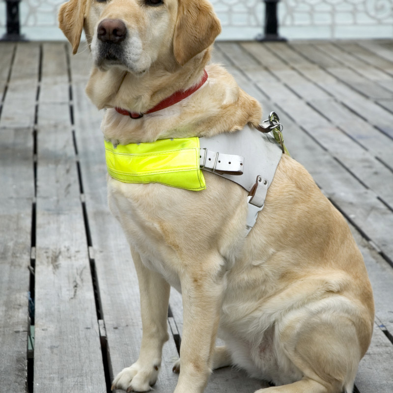 10 Things You May Not Know About Guide Dogs