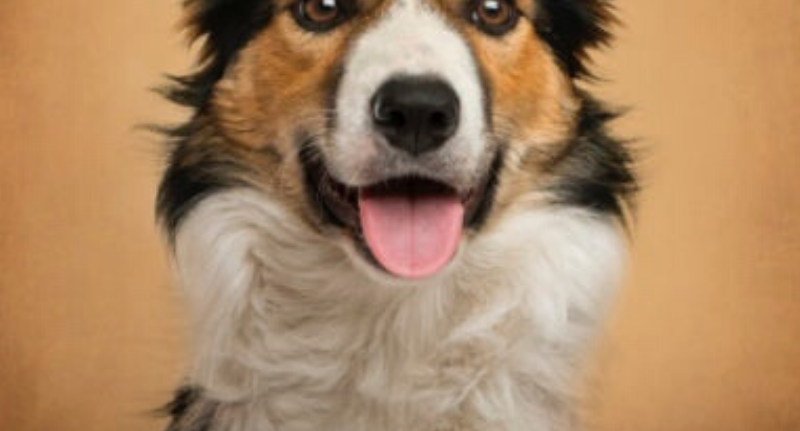 Keep Your Dog From Becoming Lost