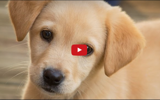 Puppies!  7 Puppy Facts (Video)
