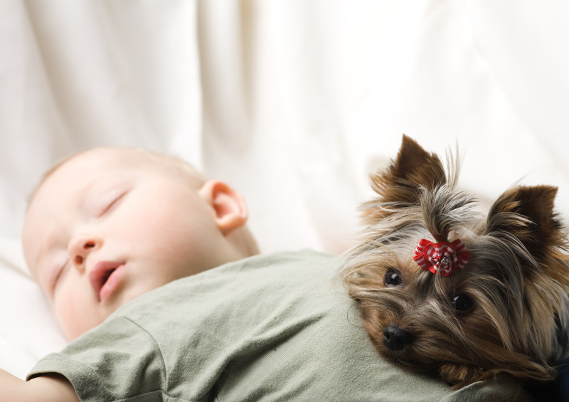 Get Your Dog Used To Having A Baby In The House