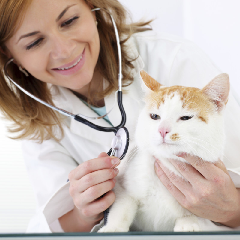 Your Pet’s Health: Three Signs of Potential Distress!