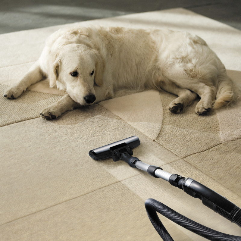 Dogs: Why Vacuums Really Suck!