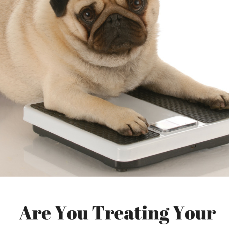 Are You “Treating” Your Dog to Obesity?