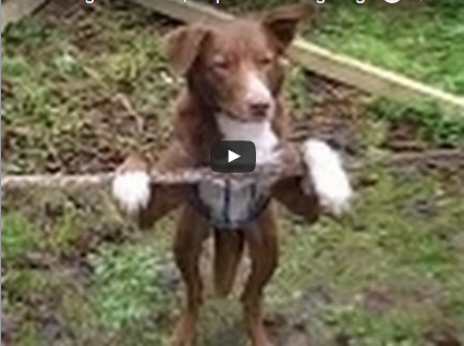 Ozzy The Dog And The Tightrope (Video)