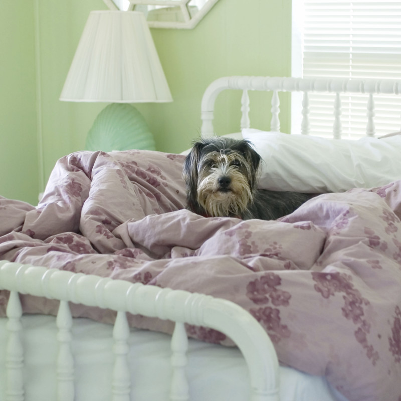 Is Your Dog A Bed Hog?