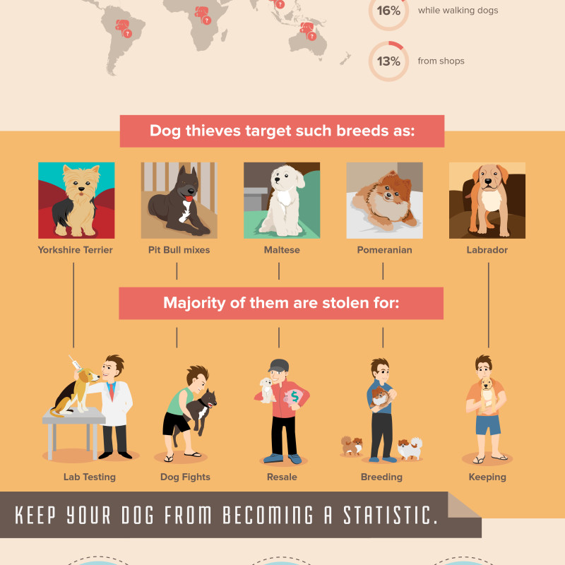 Preventing Your Dog From Being Stolen (Infographic)