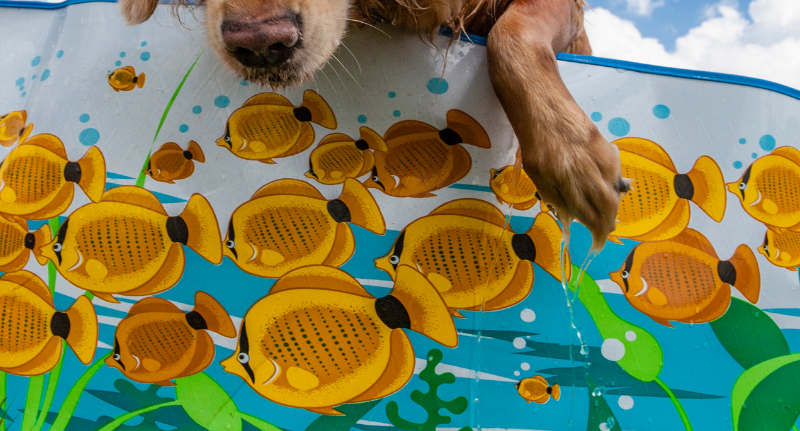 10 Tips For Keeping Your Dog Cool This Summer