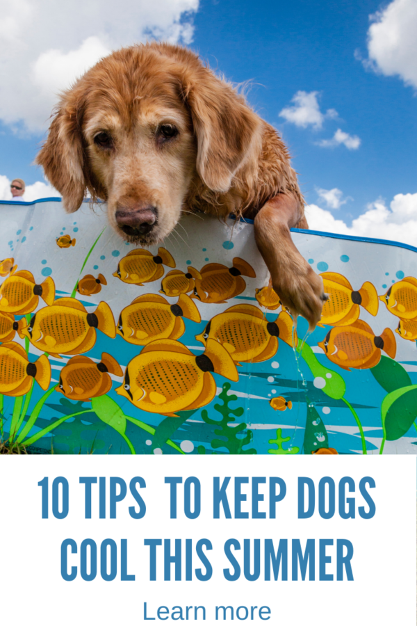 keeping your dog cool with dog in pool during summer