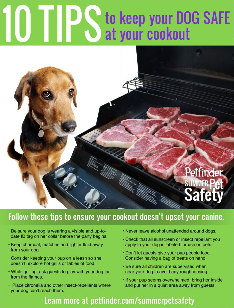 cookout safety and your dog