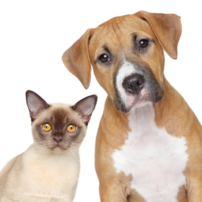 Blended Families: How to Introduce the Pets to Each Other