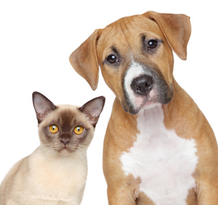 Cat and Dog portrait