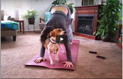 Pets Don’t Care When We’re Doing Yoga (Video)