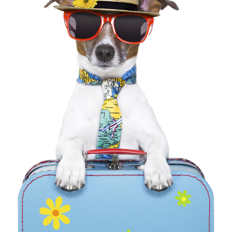 Words of Advice Before Traveling with Your Pet