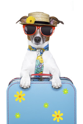 travelling dog