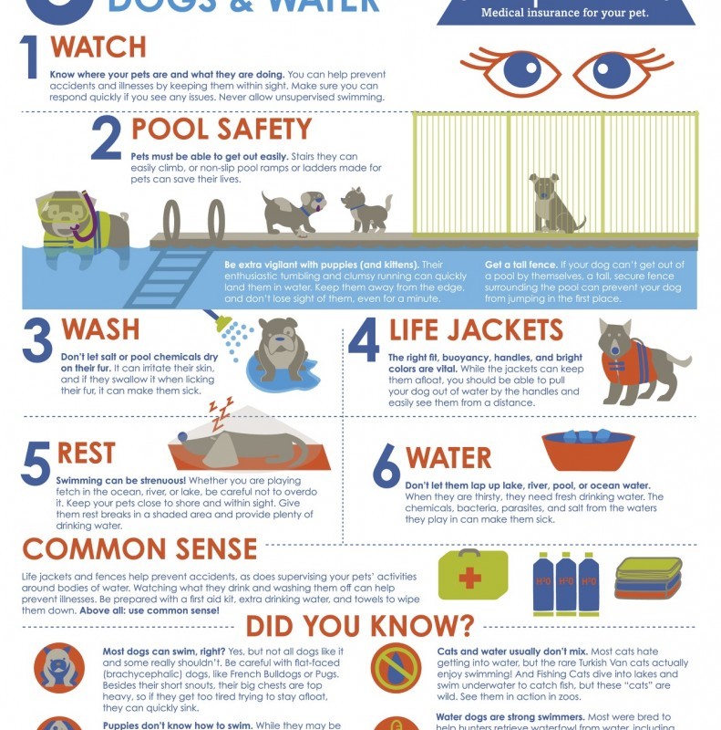 Water Safety And Your Dog (Infographic)