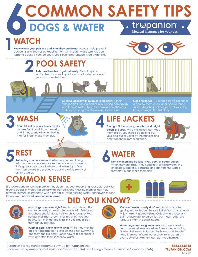 water safety and your dog