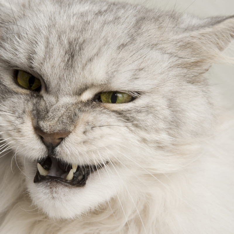 Are You at Risk for Cat Scratch Disease?
