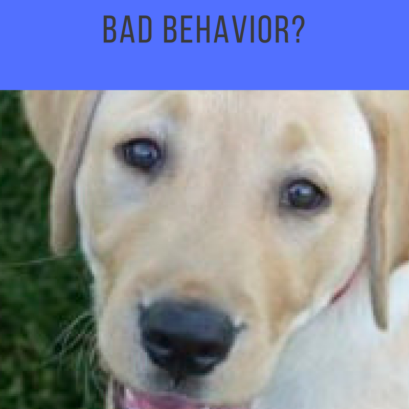 Are You Reinforcing The Wrong Behavior With Your Dog?
