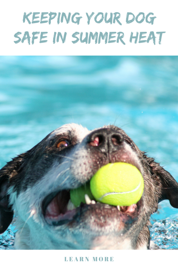 summer pet safety blog graphic showing dog in water playing fetch with ball