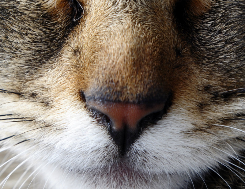 Cat's nose close up