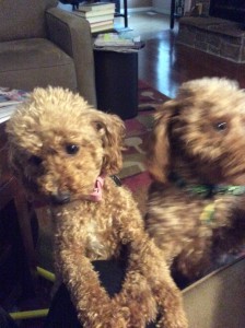 Introducing The Poodle Pair