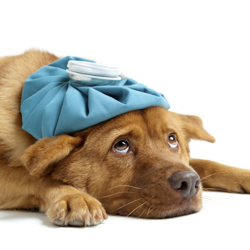 Kennel Cough 101