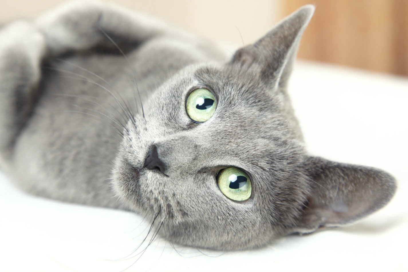 gray cat laying